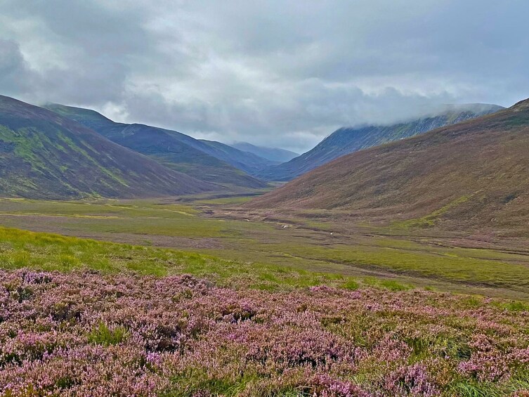 Une vallée parsemée de bruyère violette et d’herbe verte, entourée de montagnes sous un ciel nuageux. 5