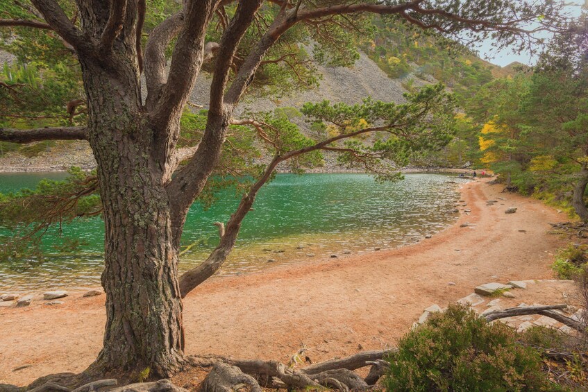 Un sentier de terre borde un lac, et un grand arbre se trouve au premier plan. 4