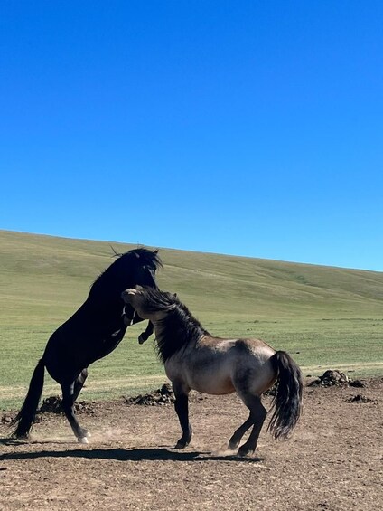 Two horses in a field with a clear blue sky. 2