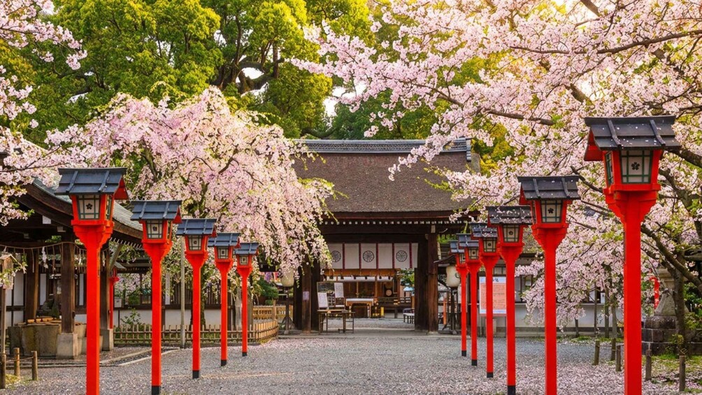 A traditional Japanese temple with cherry blossoms and red lanterns. 5