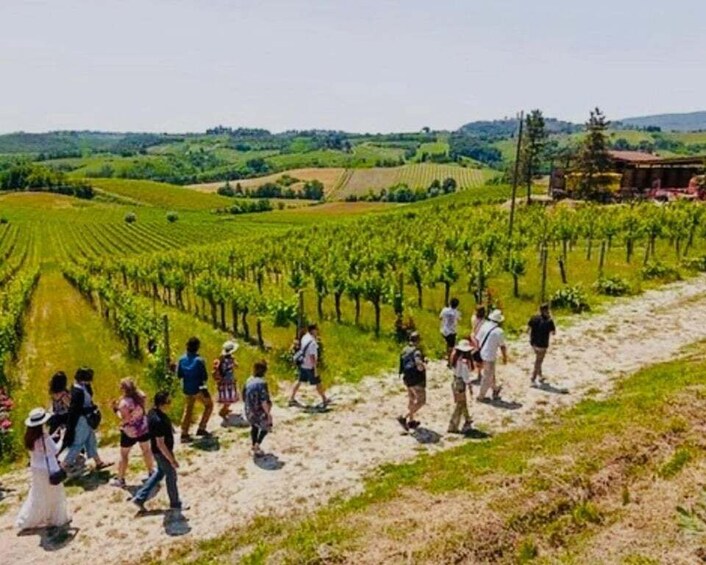 A vineyard with rows of grapevines and a group of people walking along a dirt path. 1