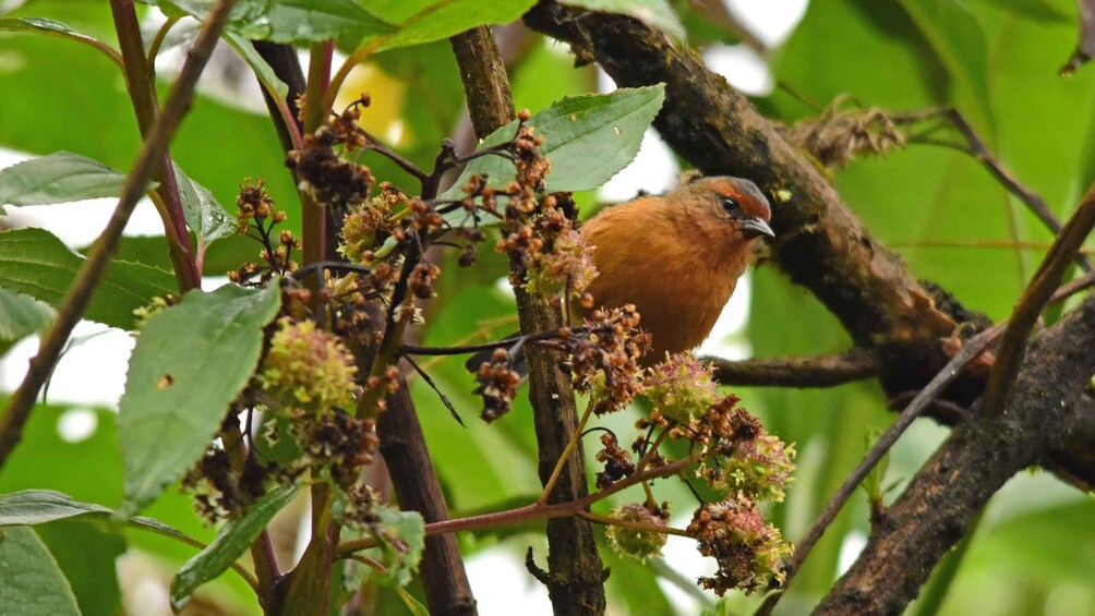 A bird perched on a branch amidst green leaves and budding flowers. 3
