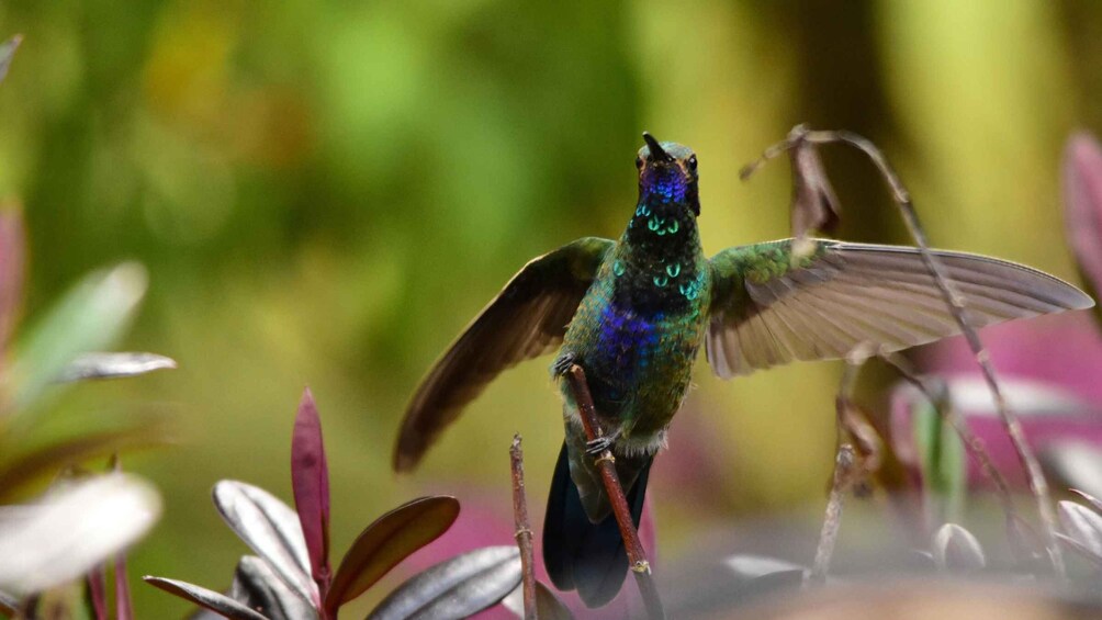 A hummingbird perched on a branch with its wings spread. 5