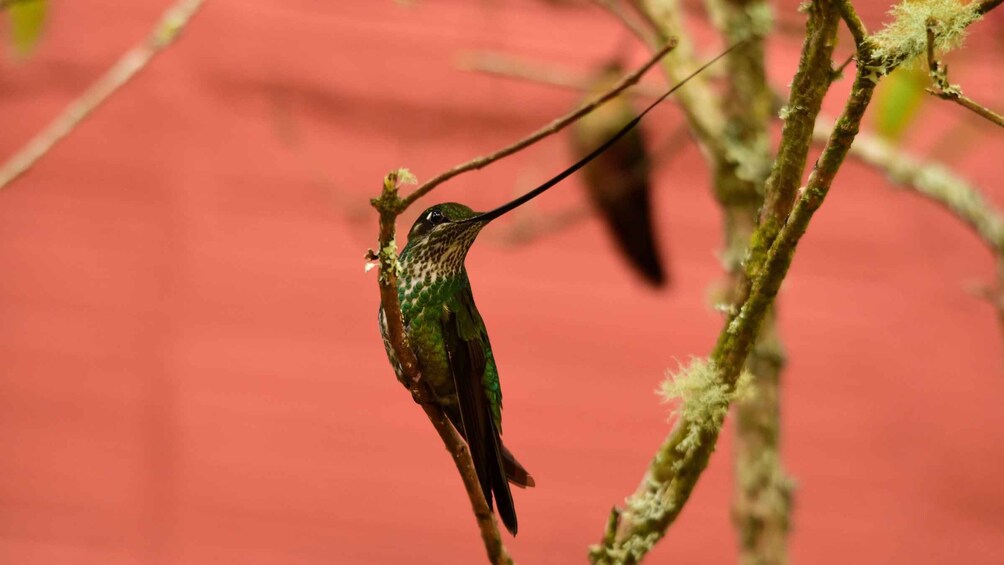 A hummingbird perched on a branch with a blurred red background. 4