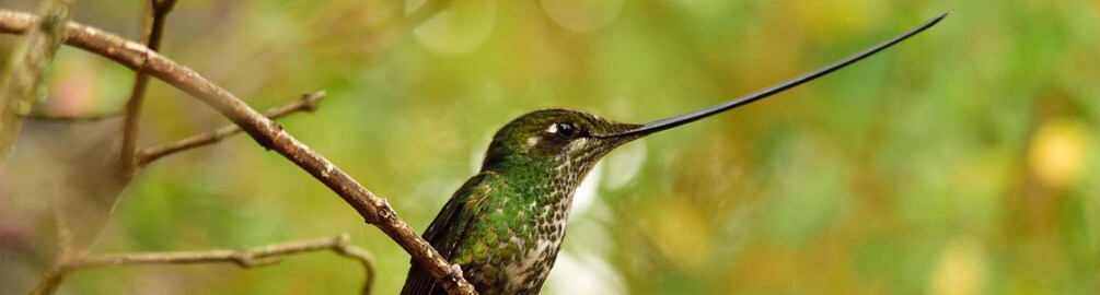 A hummingbird perched on a branch. 1
