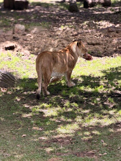 A lion walking on a grassy area with trees and rocks in the background. 4