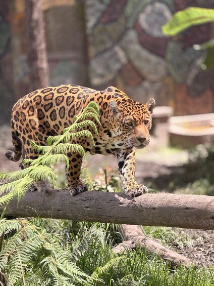A leopard walking on a log in a naturalistic enclosure with ferns and rocks. 3
