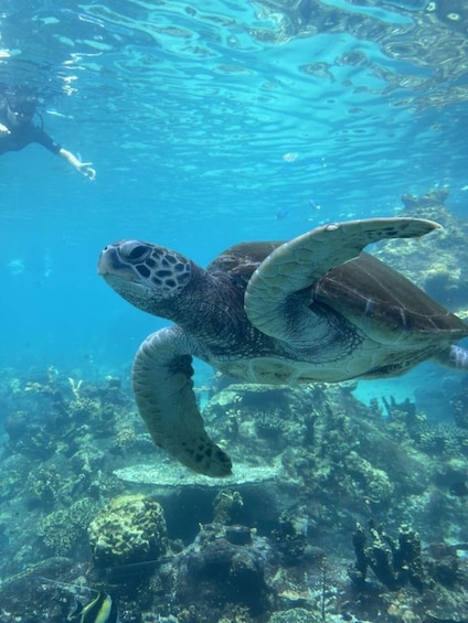 A sea turtle swimming underwater with a coral reef in the background. 1