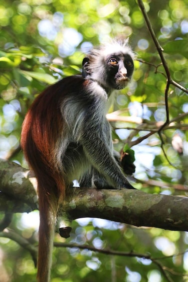 A monkey with white and black fur, sitting on a tree branch. 2