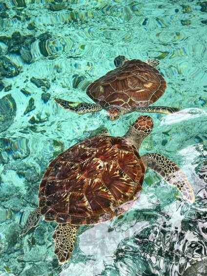 Two sea turtles swimming in clear blue water. 3