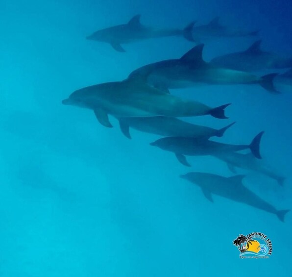 A group of dolphins swimming underwater. 3
