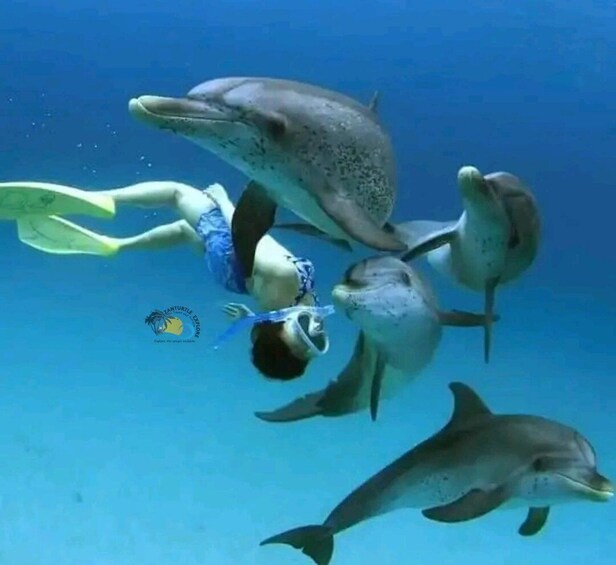 A person swimming with dolphins in clear blue water. 1