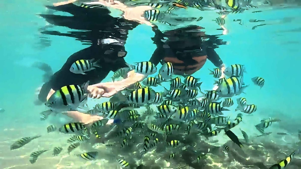 Two people snorkeling among a school of striped fish. 5