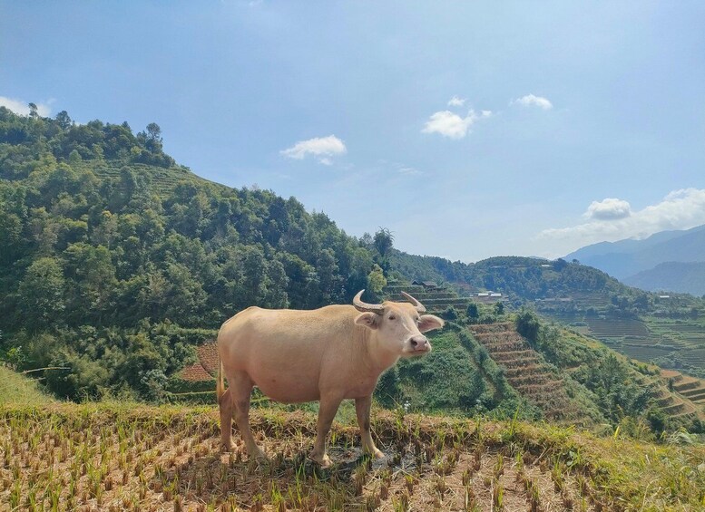 Picture 19 for Activity Half Day Private Trekking Mu Cang Chai_Morning or Afternoon 5