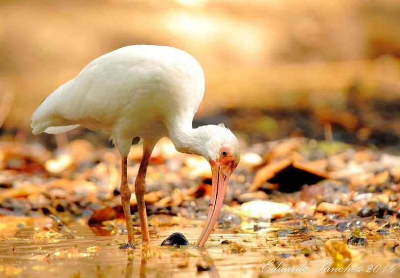 A white bird with a long beak standing in shallow water. 5