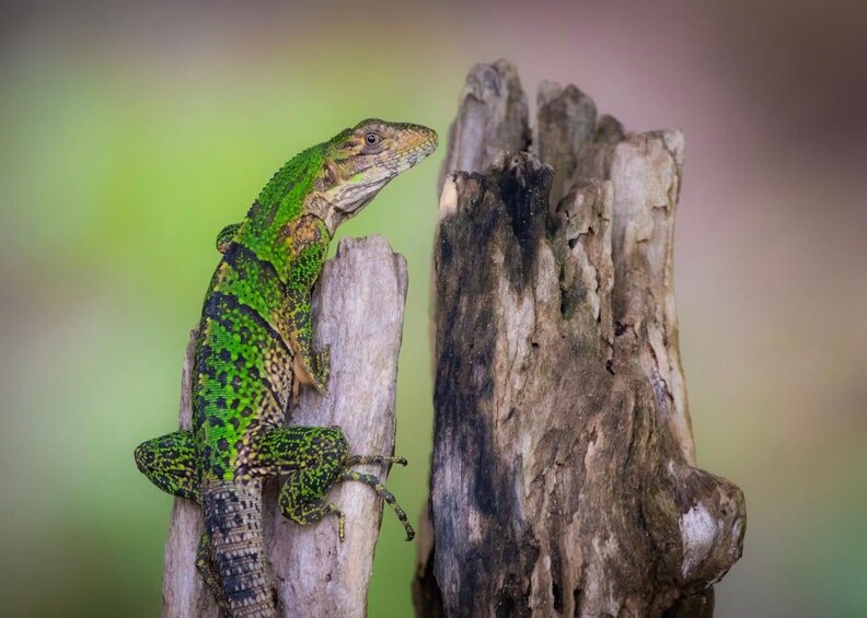 A green lizard on a tree stump. 4