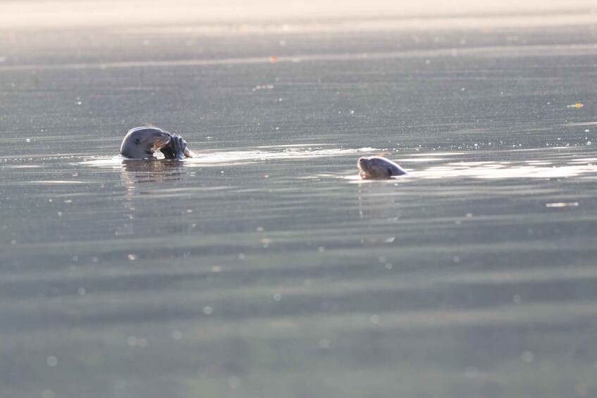 Zwei Robben schwimmen in ruhigem Wasser. 2