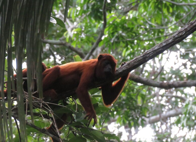 Ein rötlich-brauner Orang-Utan klettert in einem dichten Wald auf einen Baum. 5