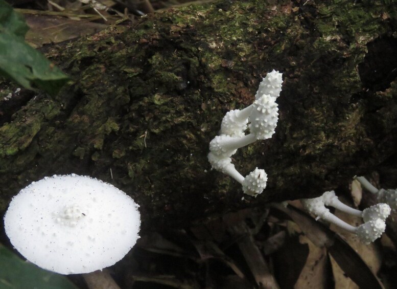 Ein weißer Pilz wächst auf einem moosbewachsenen Baumstamm im Wald. 3