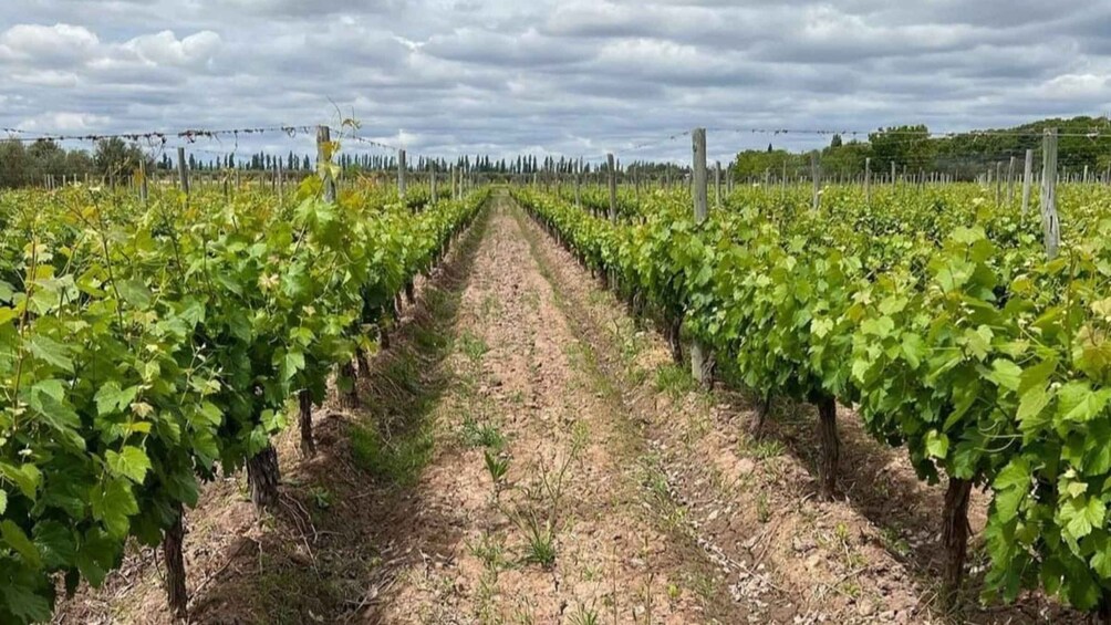 A vineyard with rows of grapevines under a cloudy sky. 2