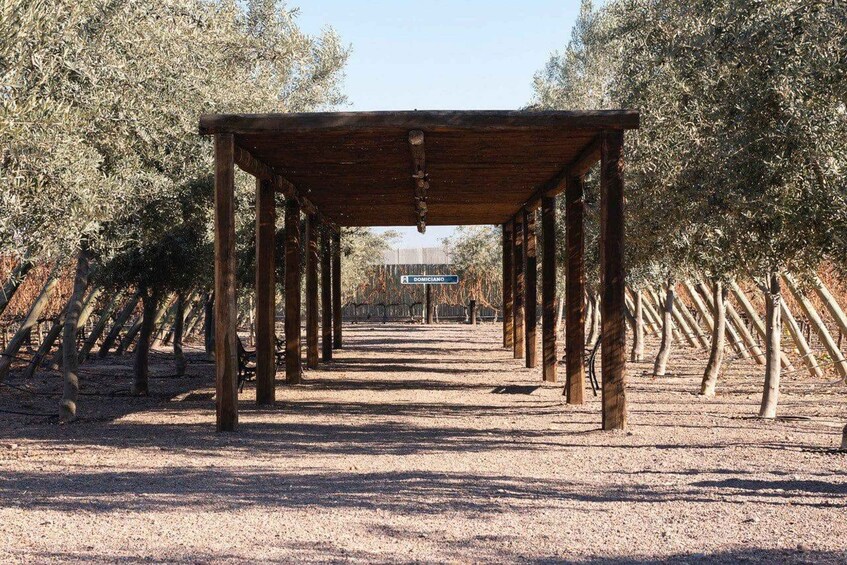 A pergola structure in a vineyard with rows of trees and a sign indicating 'Donniciano' in the distance. 1