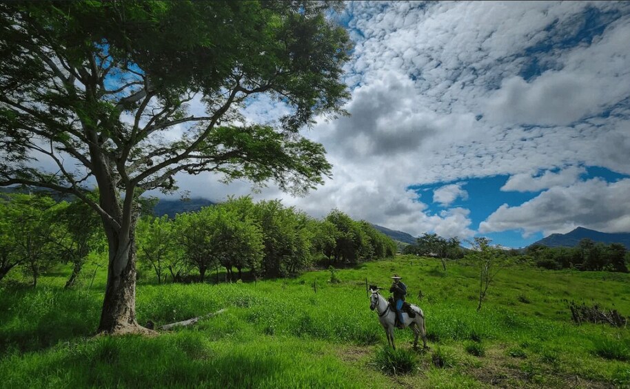 A horse rider in a grassy field with a large tree and a mountain in the background. 1