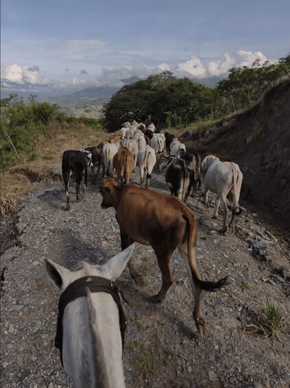 A herd of cattle walking on a rocky road with a hilly landscape in the background. 2