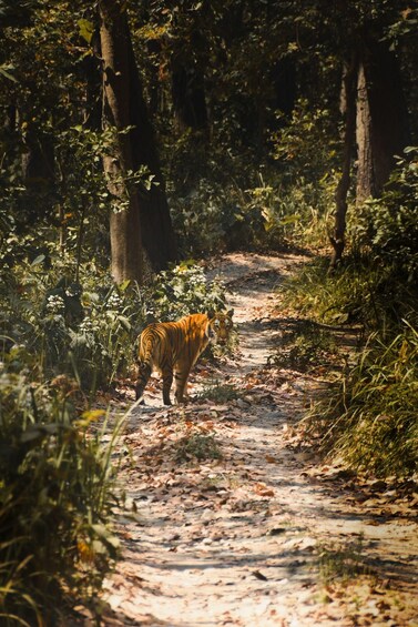 A tiger walking on a forest path. 4