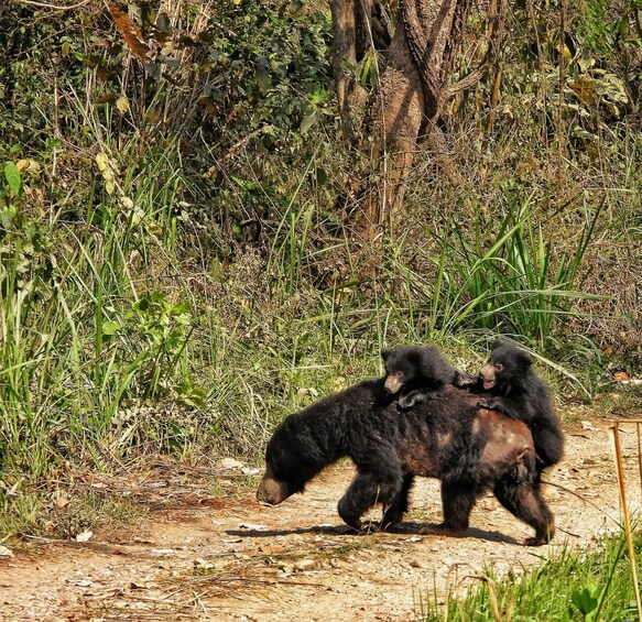 Two black bears walking on a dirt path surrounded by dense vegetation. 5