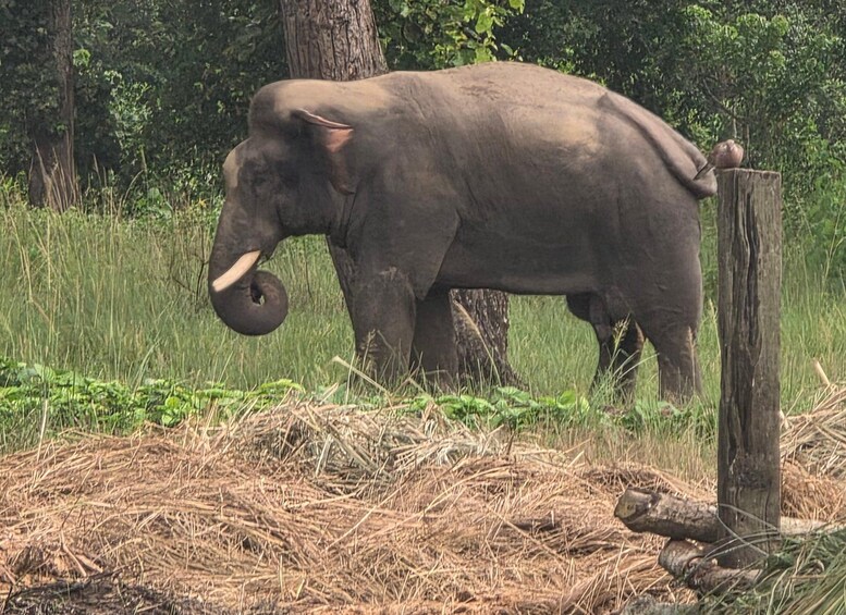 An elephant in a grassy area with trees and a wooden post. 3