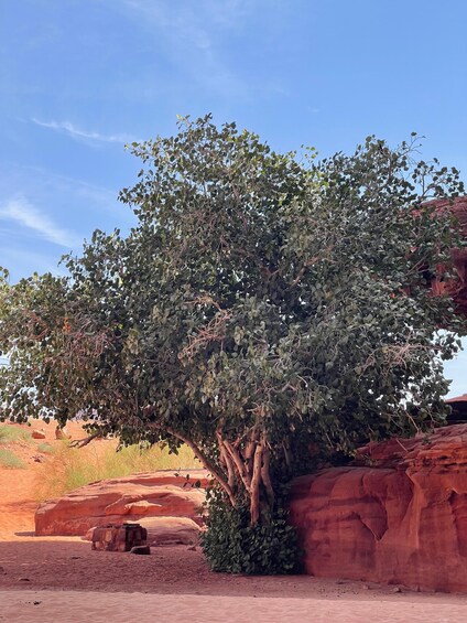A tree with green leaves in a desert landscape with red rock formations. 3