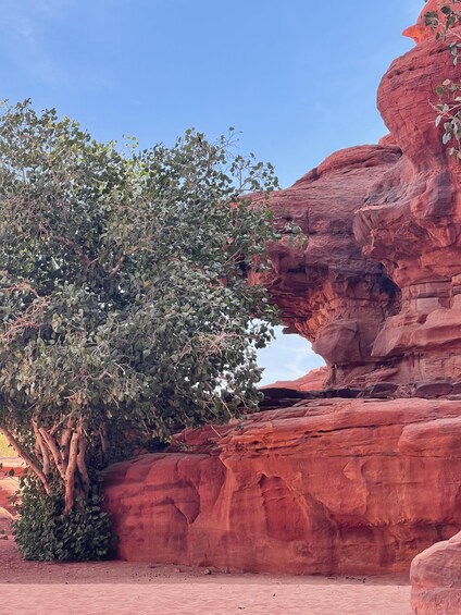A tree with green leaves growing on a red rock formation. 5