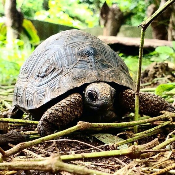 A tortoise on a forest floor with branches and leaves. 1