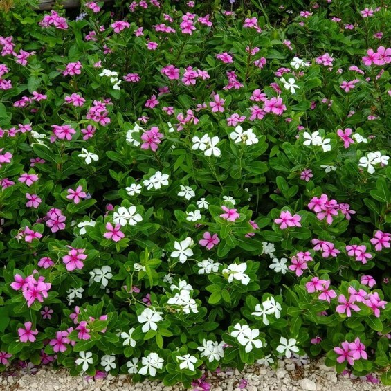 A dense garden with pink and white flowers and green foliage. 4