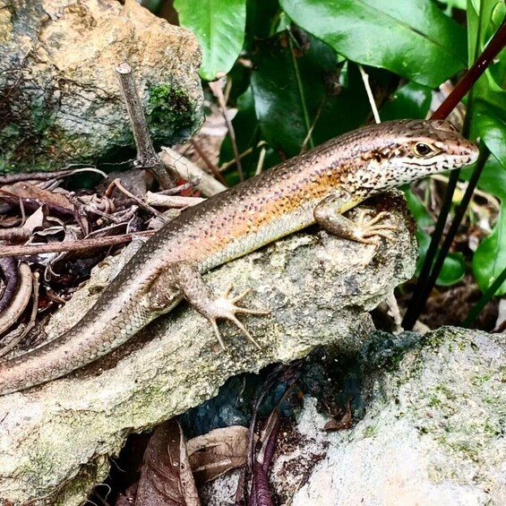 A lizard on a rock with surrounding foliage. 2