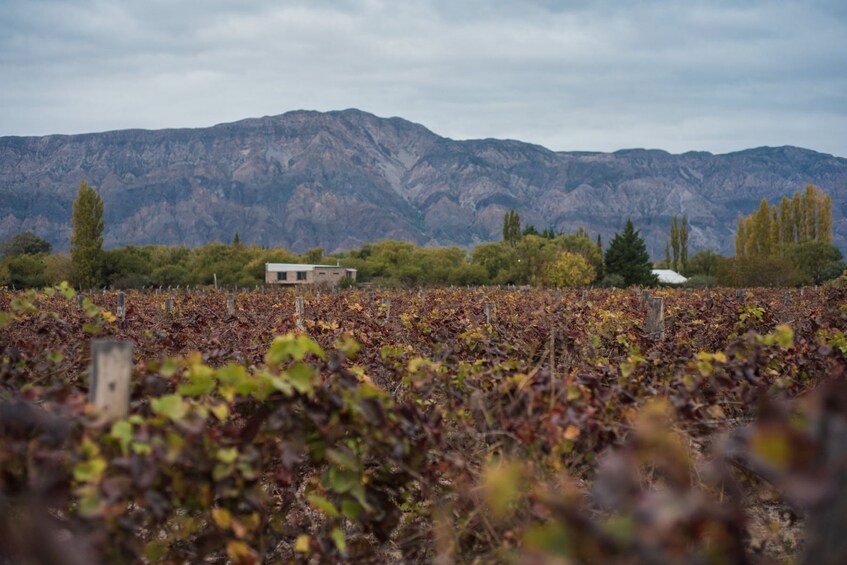 From San Juan: Dams and Creeks with Lunch at Finca Sierras Azules Winery 4