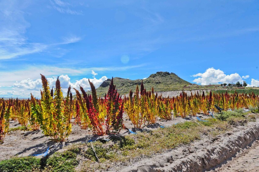 Picture 6 for Activity La Paz - Uyuni: Comfortable Private Transfer with Tour Guide 3