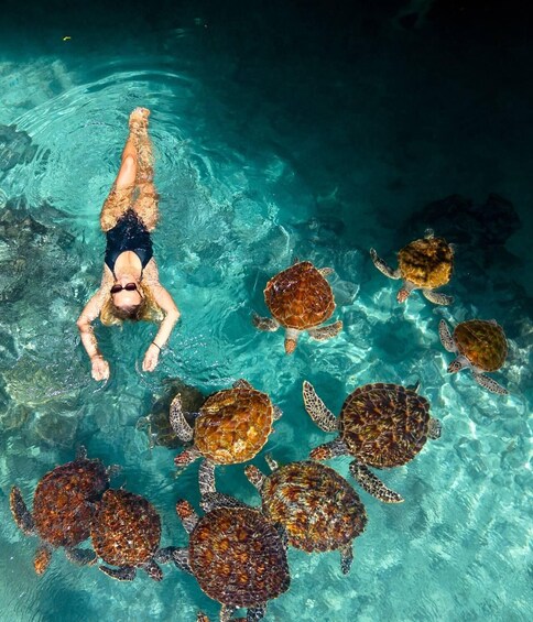Zanzibar: Jozani Forest, Red Colobus Monkey, Sea Turtle Swim 1