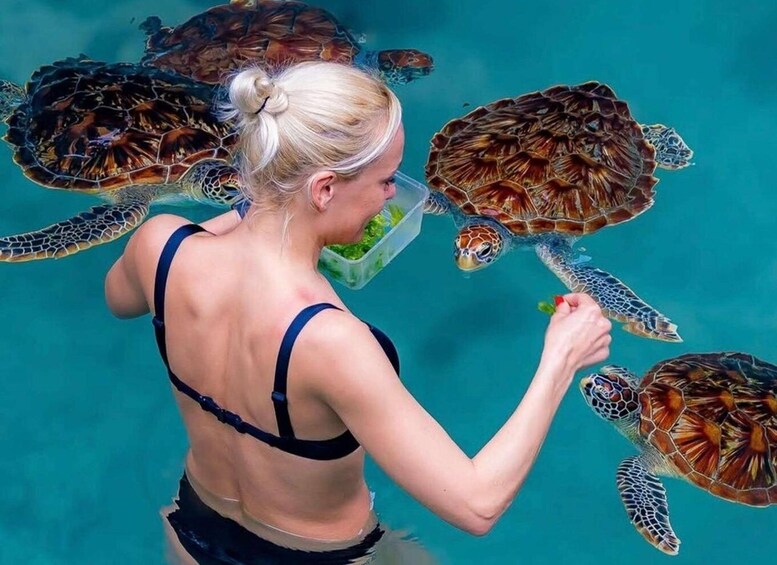 A person feeding sea turtles in a pool. 5
