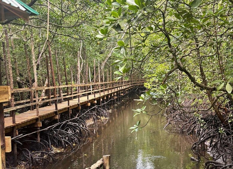 A wooden bridge over a mangrove swamp with dense foliage. 4