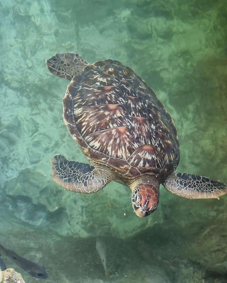 A sea turtle swimming in clear water. 3