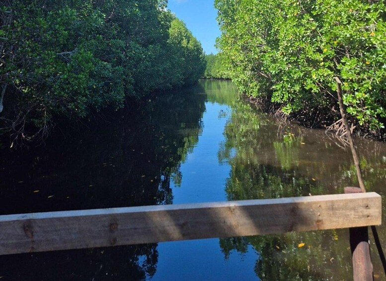 A calm river flanked by dense mangrove trees. 3