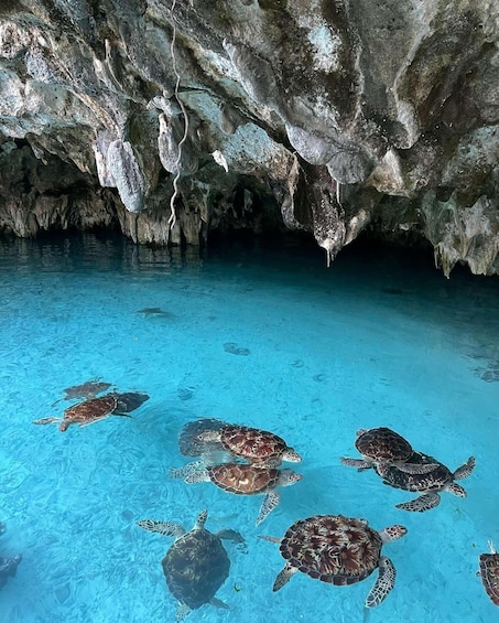 A clear blue pool with several sea turtles swimming. 5