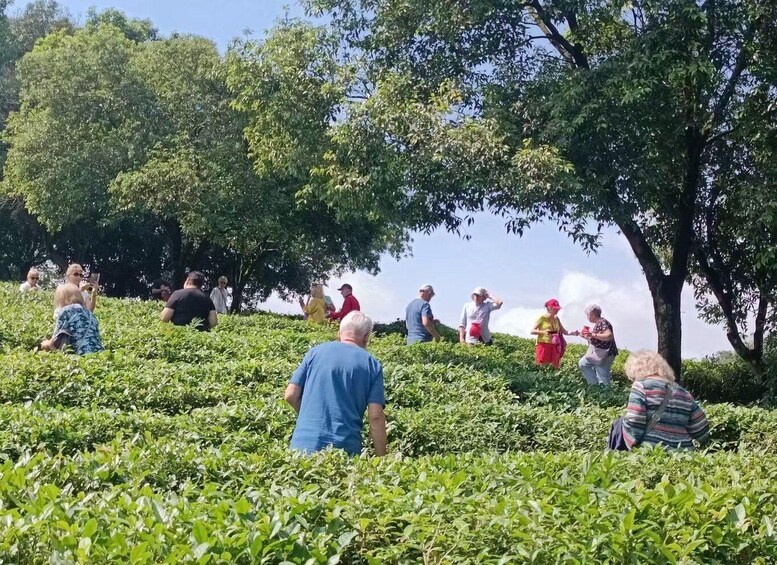 Guilin: City Tour with Elephant Hill & Ming Tea Tasting 1