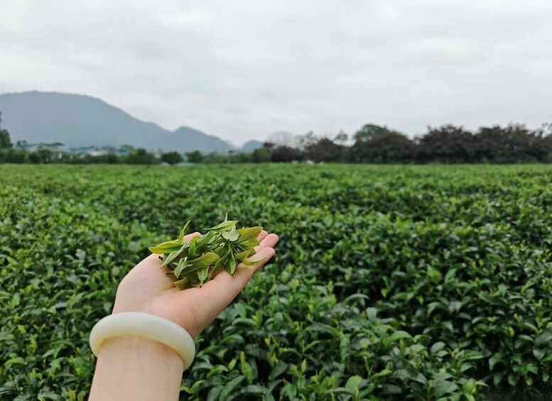 Private Guilin:Elephant Trunk Hill,Royal Tea & Daxu Old Town 1