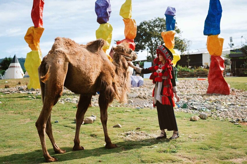 A person interacting with a camel in a grassy area with colorful fabric structures in the background. 4