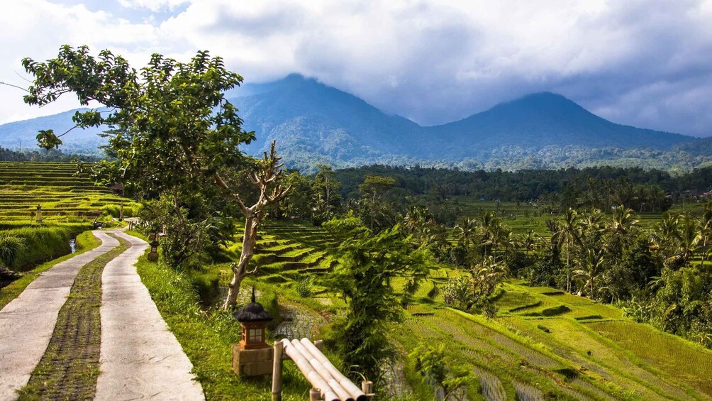 Terraced rice fields, a winding path, a traditional lantern, and a mountain in the background. 2
