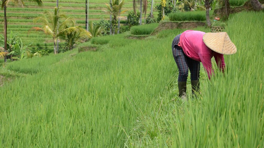 A person in a field of tall grass, wearing a hat and a pink shirt. 3