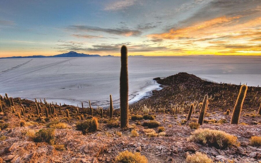 A desert landscape with cacti and a distant mountain range during sunset. 3
