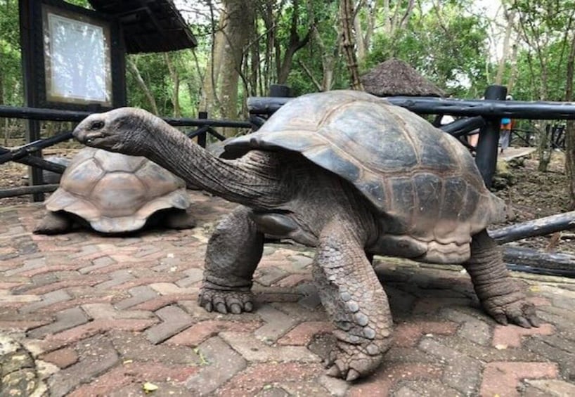 Picture 1 for Activity Prison Island Tour – History, Nature & Giant Tortoises! 5